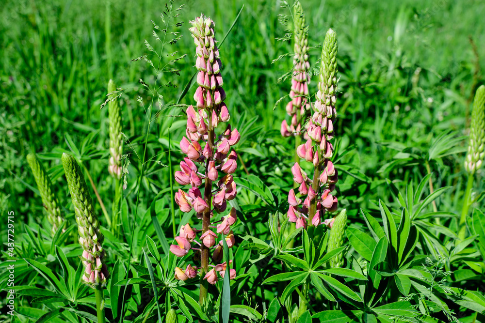 Close up of pink flowers of Lupinus, commonly known as lupin or lupine, in full bloom and green grass in a sunny spring garden, beautiful outdoor floral background photographed with soft focus. Close up of pink flowers of Lupinus, commonly known as lupin or lupine, in full bloom and green grass in a sunny spring garden, beautiful outdoor floral background photographed with soft focus.