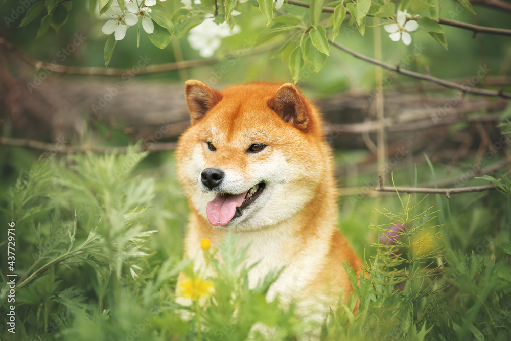 Profile portrait of Beautiful and happy shiba inu dog posing against the background of branches of blooming apple tree. gorgeous red shiba inu on white flowers background