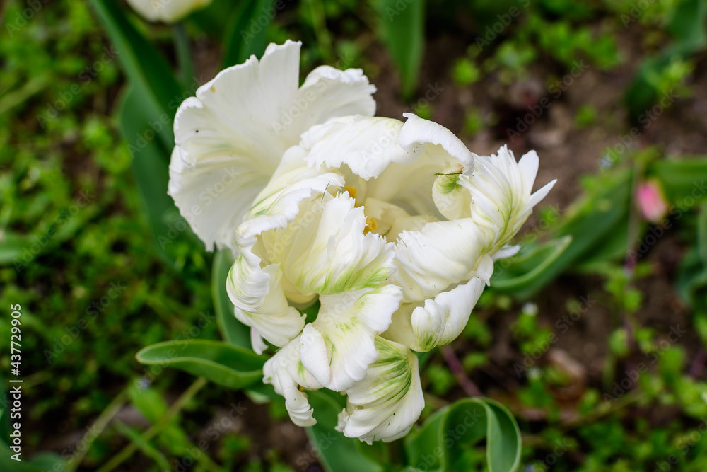 Close up of one large delicate white tulip in full bloom in a sunny spring garden, beautiful outdoor floral background photographed with selective focus.