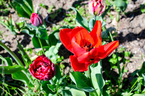 Close up of one delicate red tulip in full bloom in a sunny spring garden, beautiful outdoor floral background photographed with soft focus.