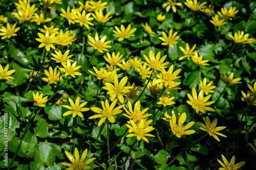 Many delicate yellow flowers of Ranunculus repens plant commonly known as the creeping buttercup  creeping crowfoot or sitfast  in a forest in a sunny spring day  floral background.