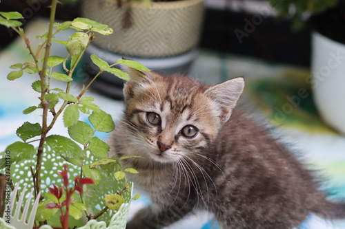 cat in a garden