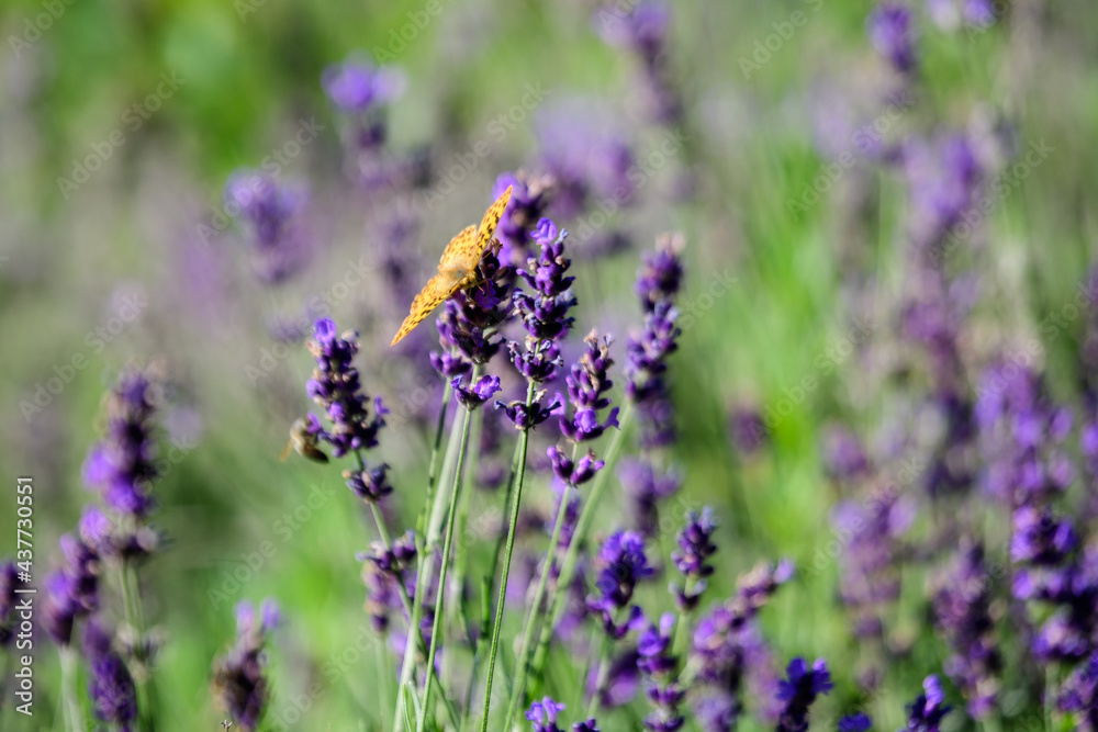 Obraz premium Many small blue lavender flowers in a sunny summer day in Scotland, United Kingdom, with selective focus, beautiful outdoor floral background.
