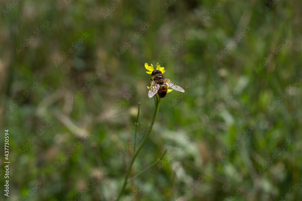 bee on a flower
