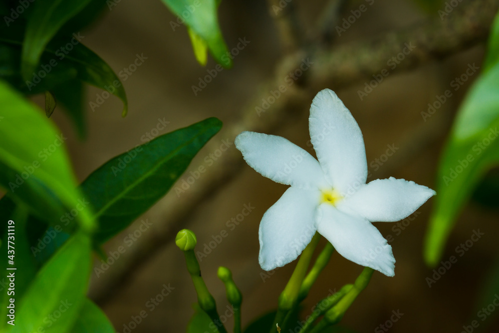 White jasmine on the leaf background White jasmine on the leaf background