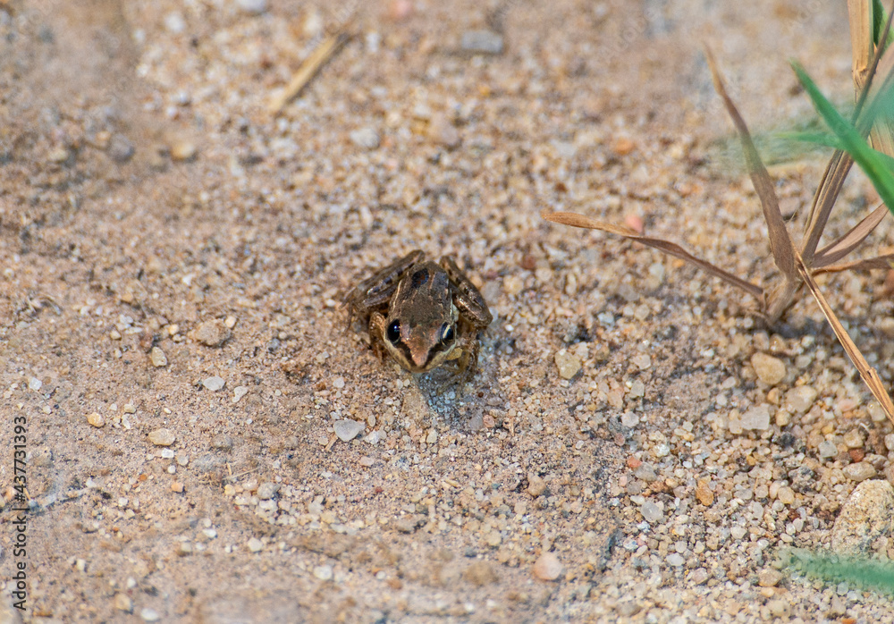 Close-up of small nile ridged frog on stony ground