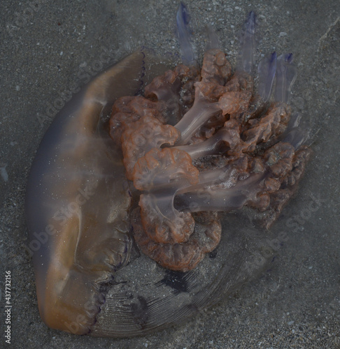 A stranded Barrel Jellyfish on a Scottish Beach