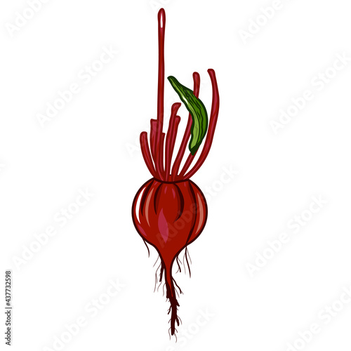 Beetroot icon. Creative illustration. Colorful sketch. Idea for decors, logo, patterns, papers, covers, gifts, damask, summer and autumn holidays, organic food themes. Isolated vector art.
