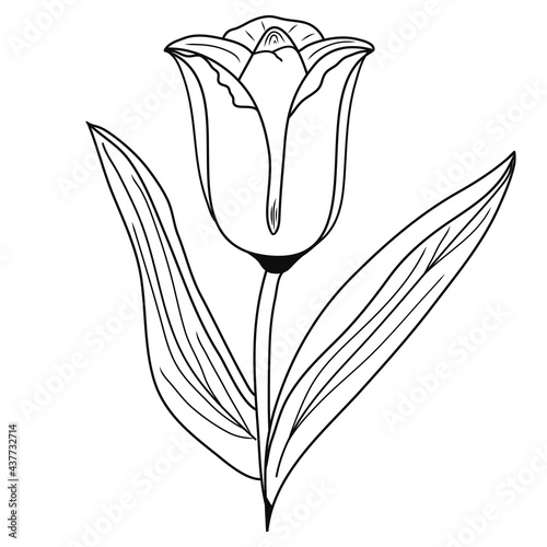 Tulip icon. Creative illustration. Black sketch. Idea for decors, logo, patterns, papers, covers, gifts, summer and autumn holidays, floral natural themes. Isolated vector art.