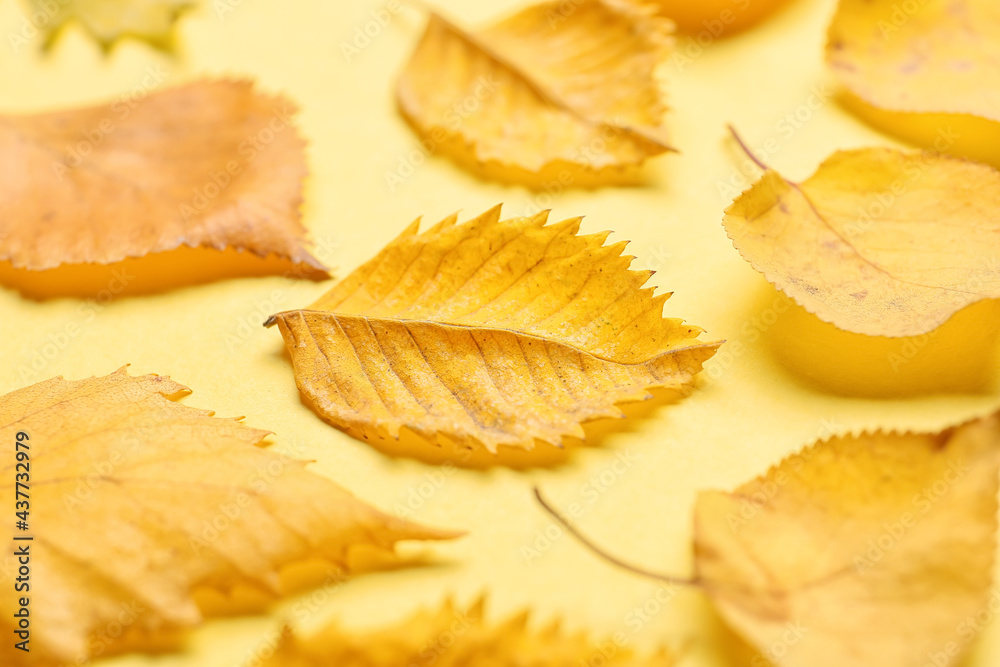 Beautiful autumn leaves on color background Beautiful autumn leaves on color background