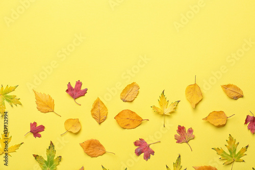 Beautiful autumn leaves on color background