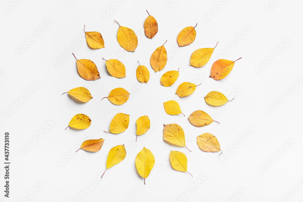 Beautiful autumn leaves on white background Beautiful autumn leaves on white background