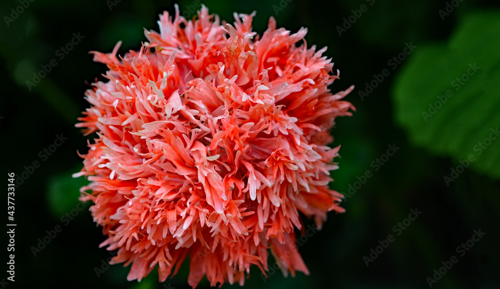 fransen mohn, rot Mohnblume, gefüllte Blüten, Nahaufnahme fransen mohn, rot Mohnblume, gefüllte Blüten, Nahaufnahme