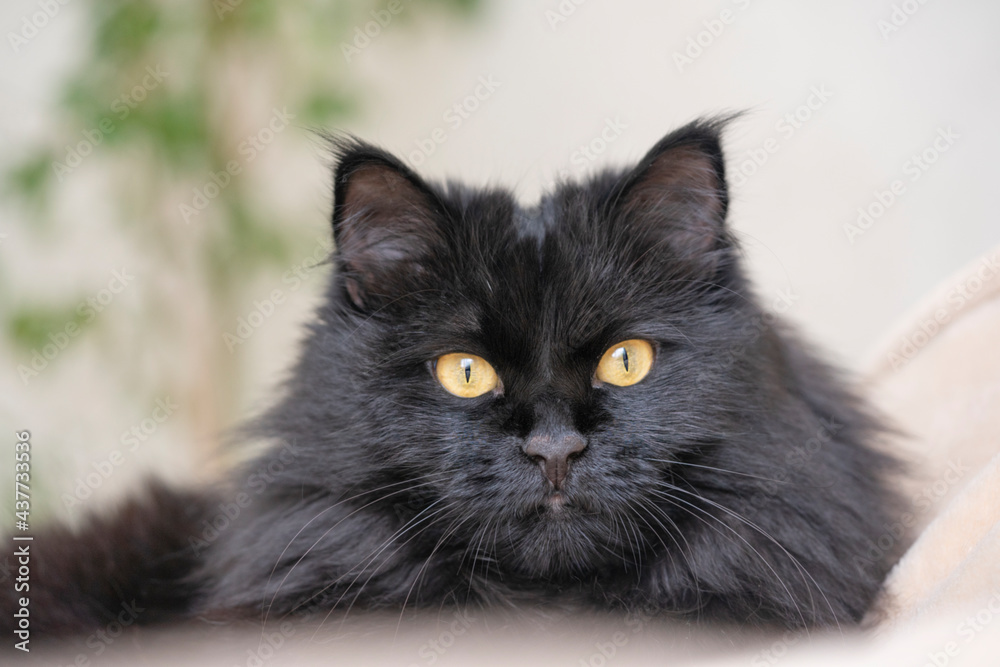 A black fluffy cat with yellow eyes lies and rests at home.