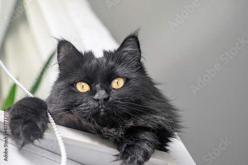A black fluffy cat with yellow eyes lies and rests at home on the windowsill