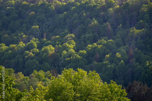 misty forest. far horizon. spruce and pine tree forest abstract texture background