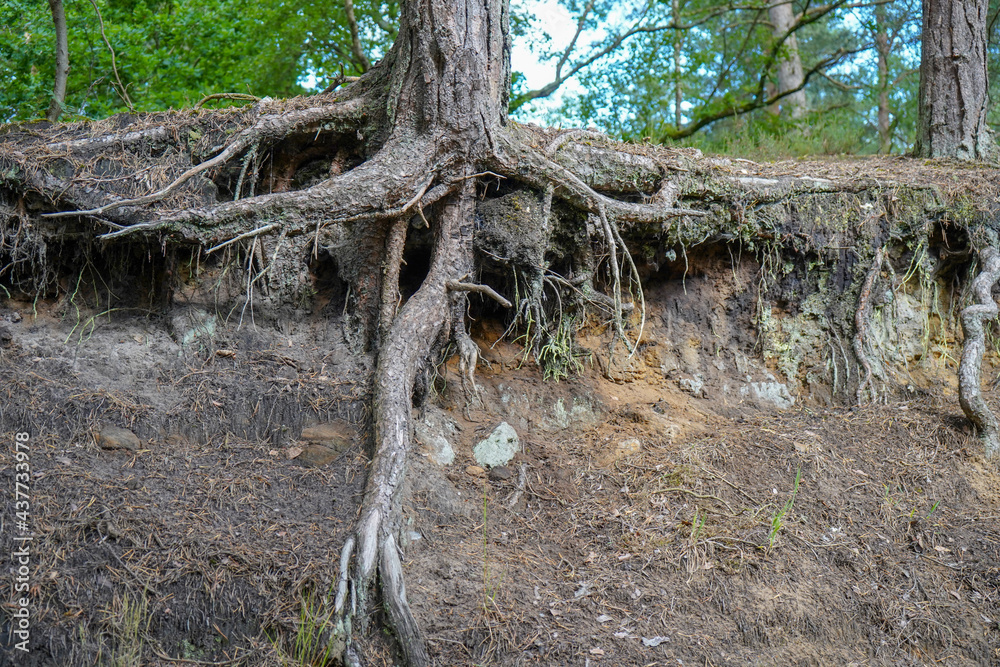Foto de Exposed tree roots due to soil erosion do Stock | Adobe Stock