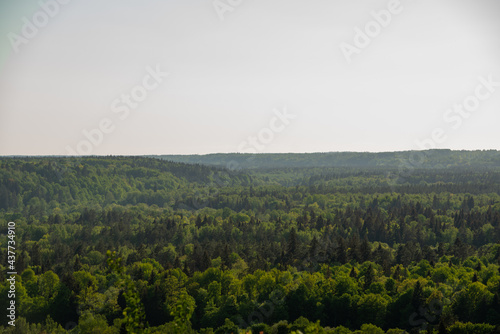 misty forest. far horizon. spruce and pine tree forest abstract texture background