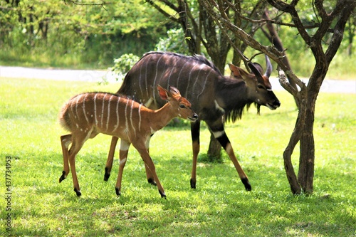 parent and young kudu