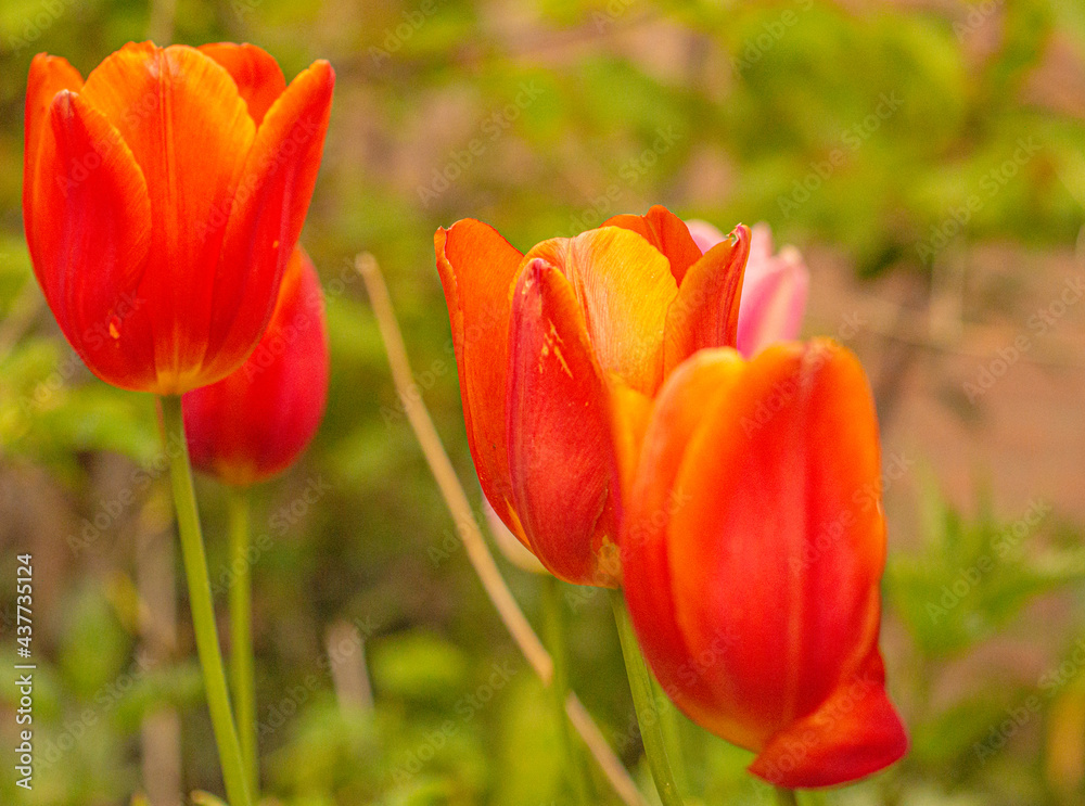 pomarańczowe tulipany rosnące na łące