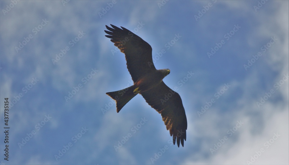 Obraz premium bird in flight