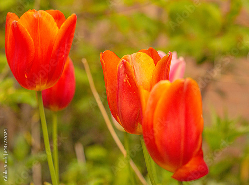 pomara  czowe tulipany rosn  ce na     ce