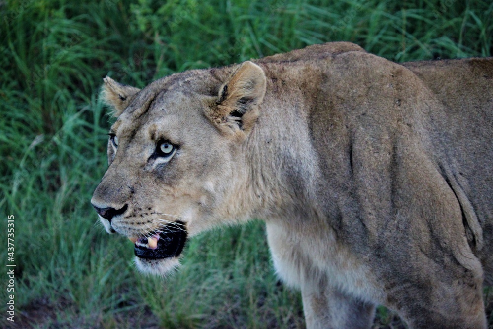 Obraz premium Lion teeth close up
