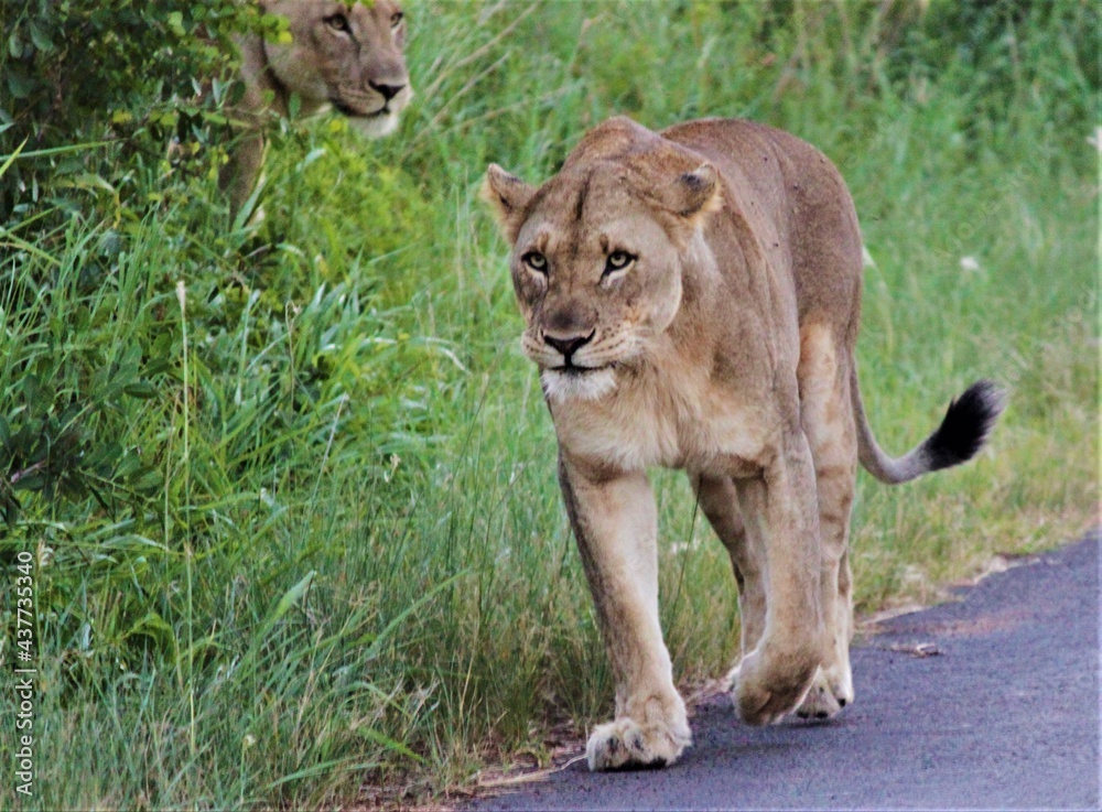 Obraz premium Lion walking