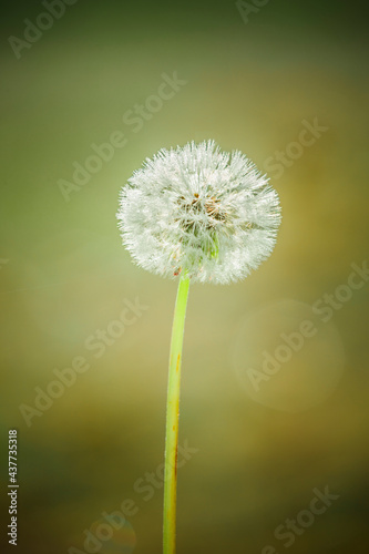 Löwenzahn Pusteblume mit Fliegenden Samen mit Sonnenlicht