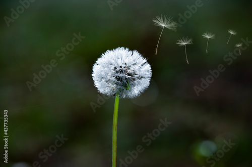 Löwenzahn Pusteblume mit Fliegenden Samen mit Sonnenlicht