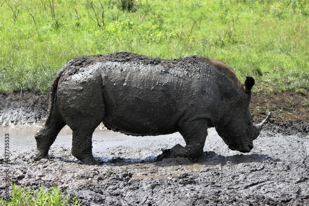 Obraz premium Rhino in the mud bathing