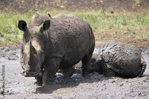 Rhino in the mud bathing