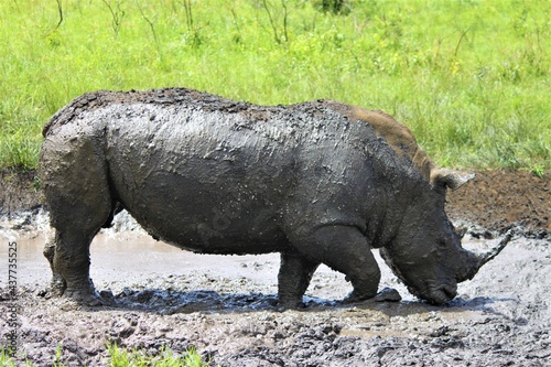 Rhino in the mud bathing