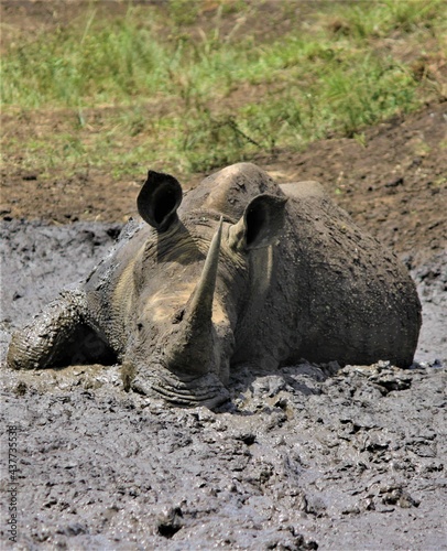 Rhino in the mud bathing