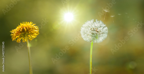 L  wenzahn Pusteblume mit Fliegenden Samen mit Sonnenlicht