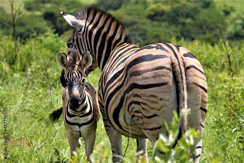Zebra with parent