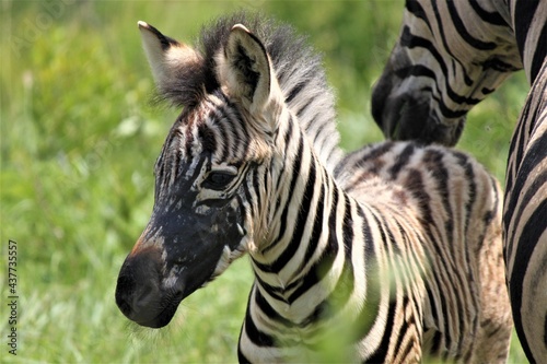 young zebra calf