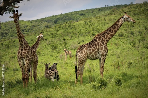 giraffe and zebra in the savannah