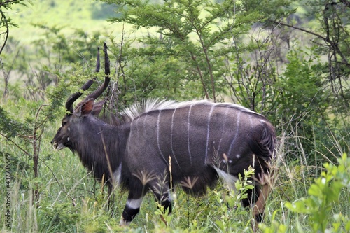 Kudu in serengeti national park city