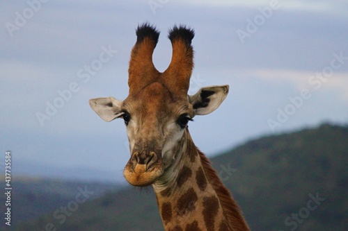 giraffe in the wild