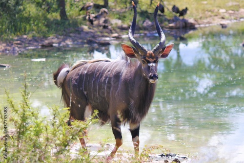 Kudu in national park