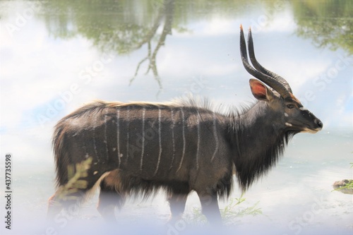 Kudu in the water
