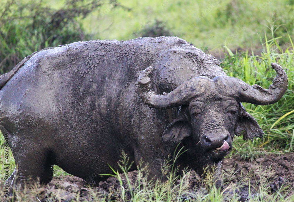 Fototapeta premium buffalo tounge