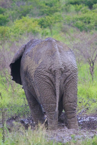 elephant rear