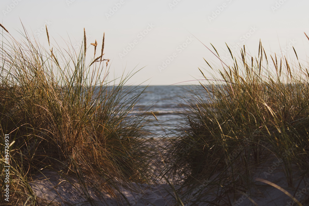 Fototapeta premium Morning sea view through grass