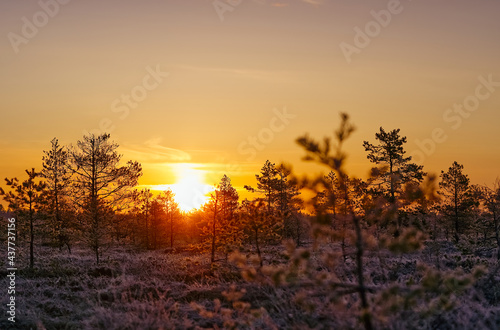 swamp landscape at sunrice. early morning at bog. sensitive sunrise in spring. Nature in northern Europe  Baltic countries. yellow sunlight  landscape during sunup.