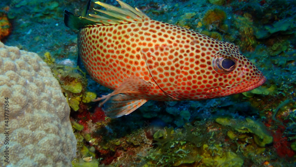 Red hind fish