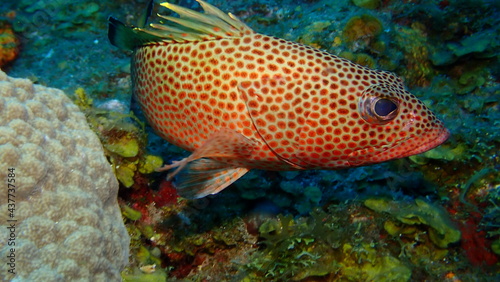 Red hind fish © M. Stevenson