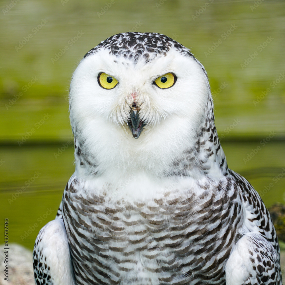 Obraz premium A frontal portrait of a passive Snowy Owl with yellow eyes