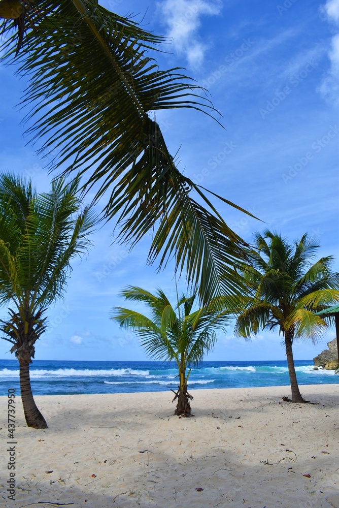 Plusieurs palmiers sur la plage agitée d'Anse Bertrand 